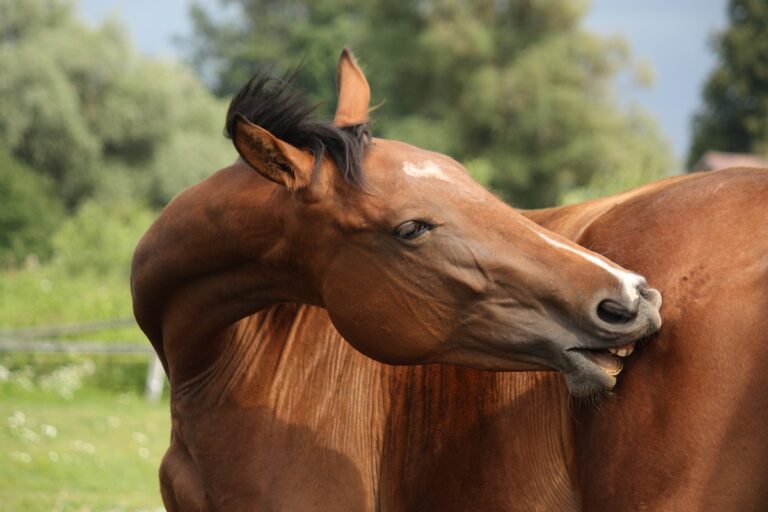 cavallo con prurito causa acari