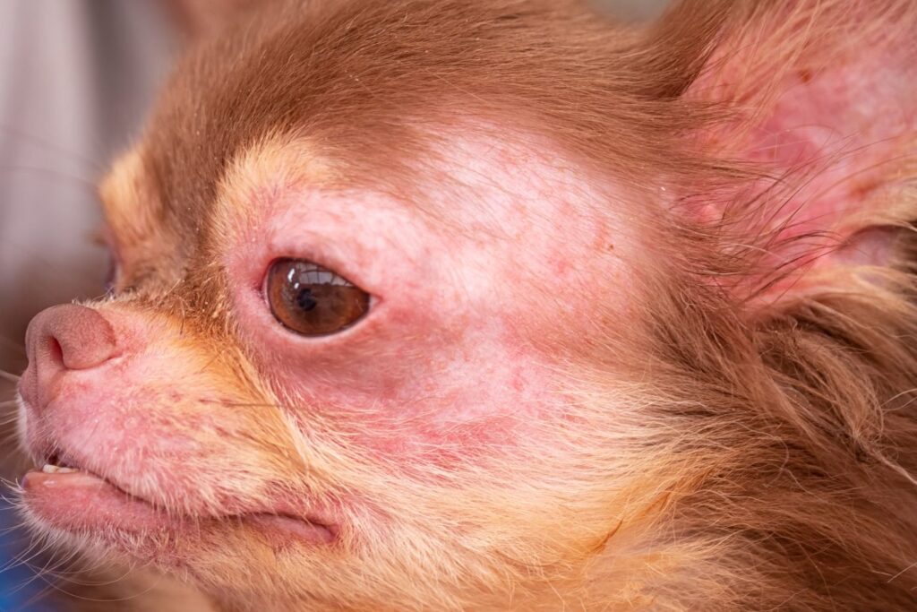 Chihuahua con dermatite atopica