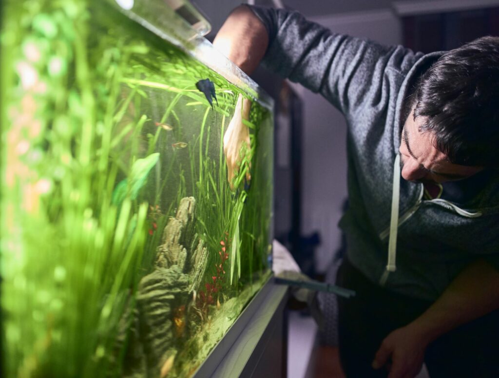 controllo uova lumache su piante in acquario