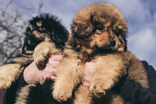 cuccioli di mastino tibetano