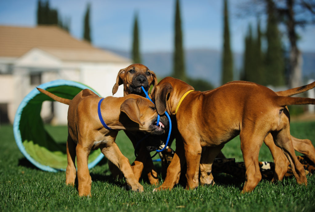 rodhesian ridgeback cuccioli giocano insieme