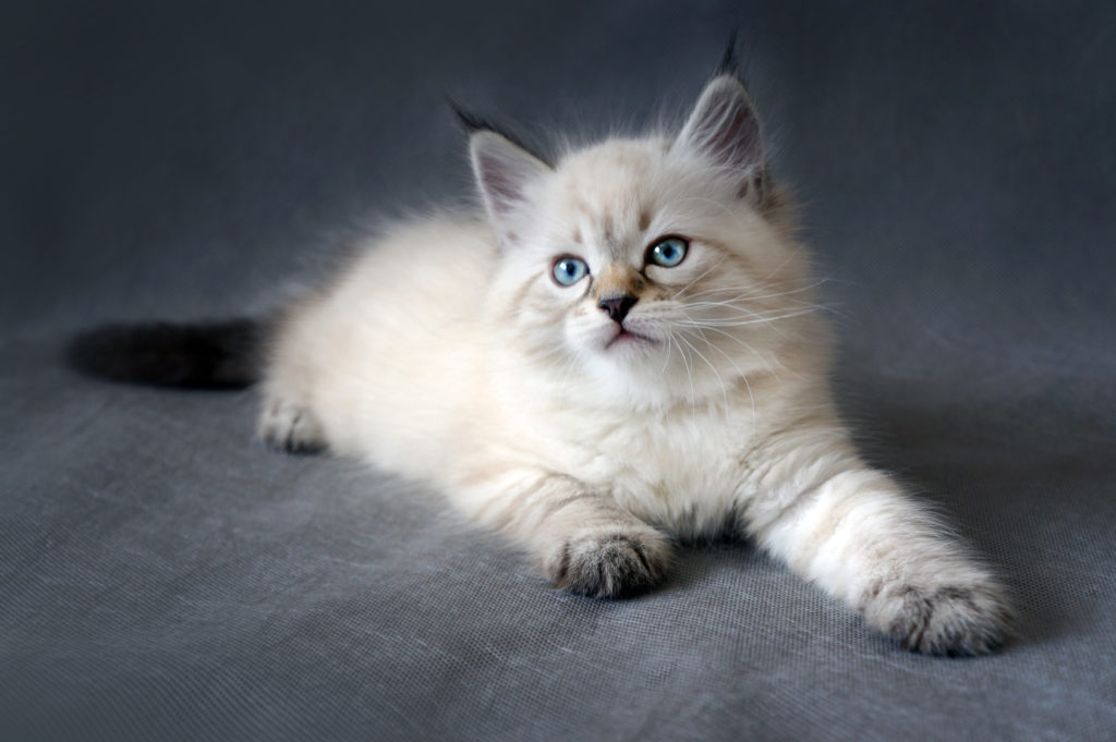 cucciolo gatto siberiano