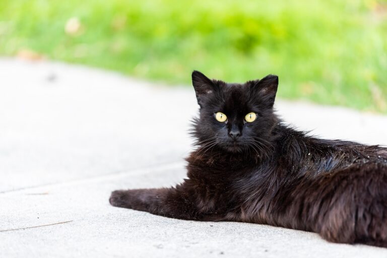 gatto con problema di forfora sul pelo