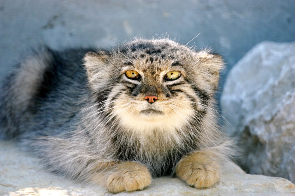 giovane manul sulla roccia