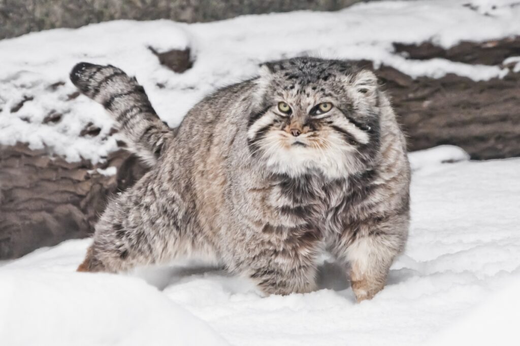 gatto pallas tra la neve