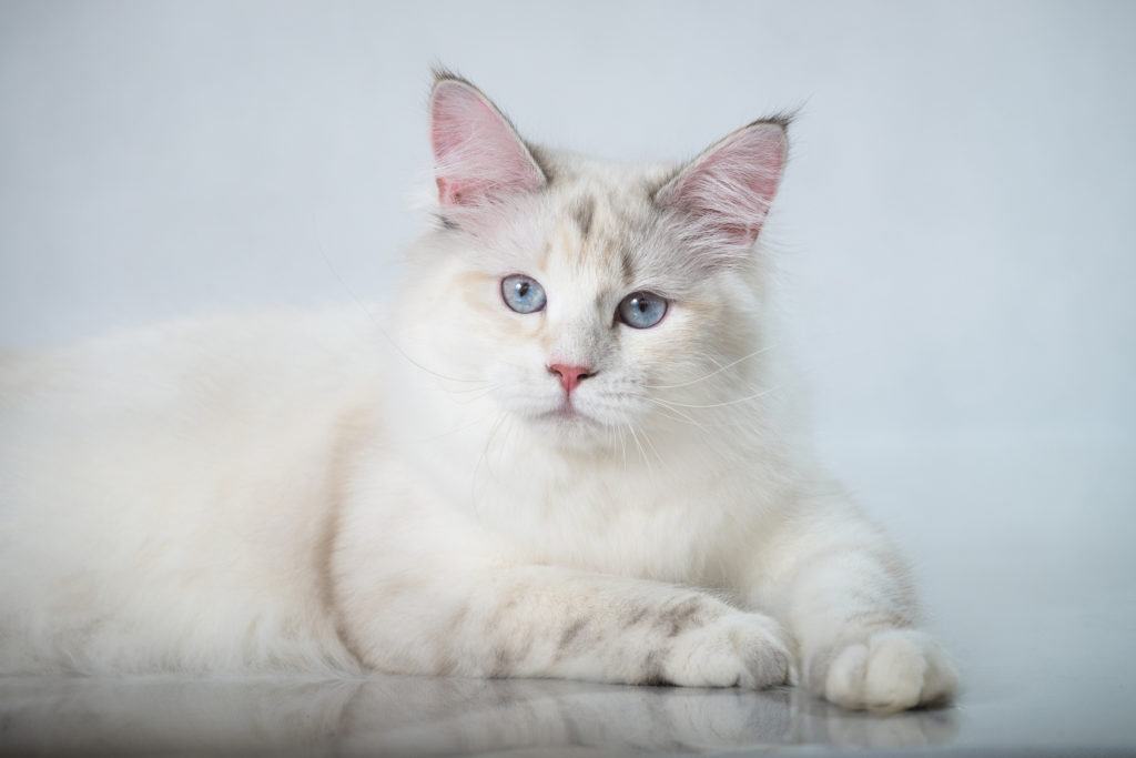 gatto siberiano femmina