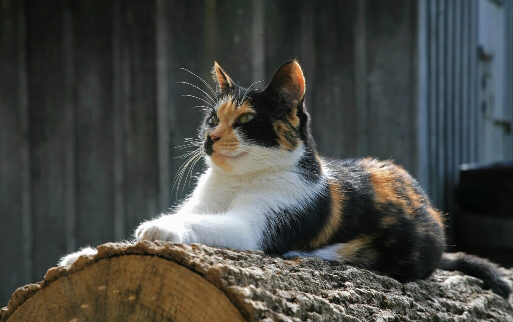 gatto tricolore sdraiato su un tronco