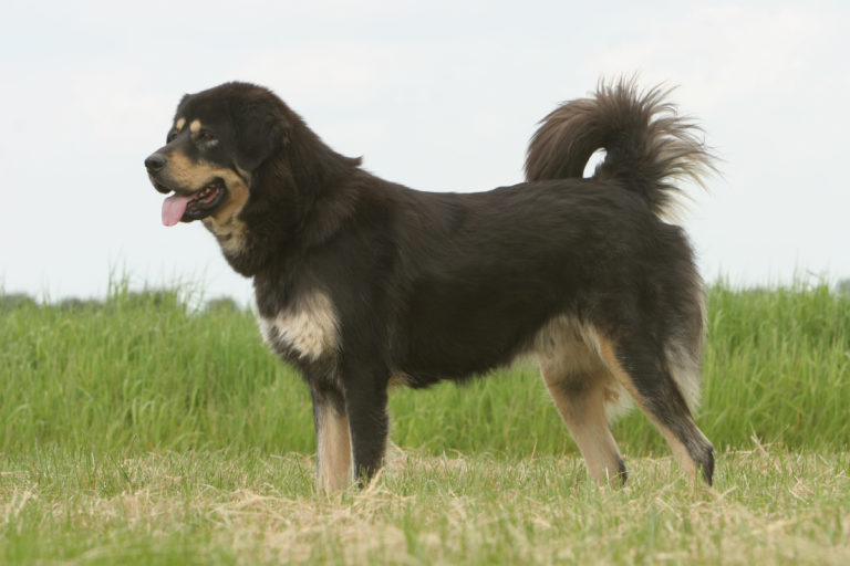 mastino tibetano nel prato