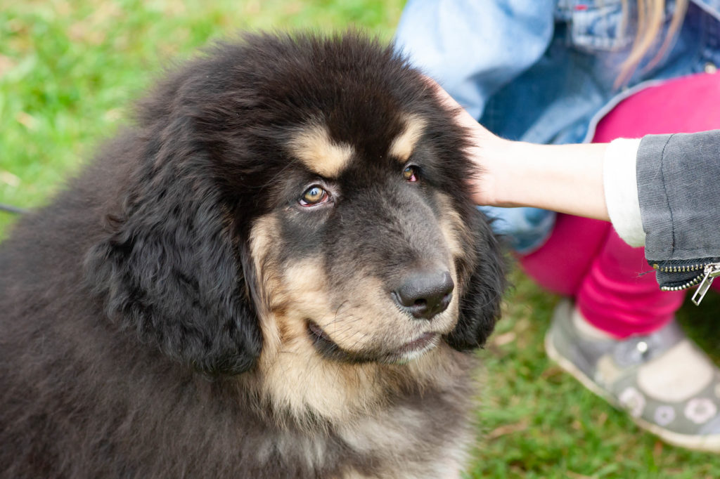 mastino tibetano