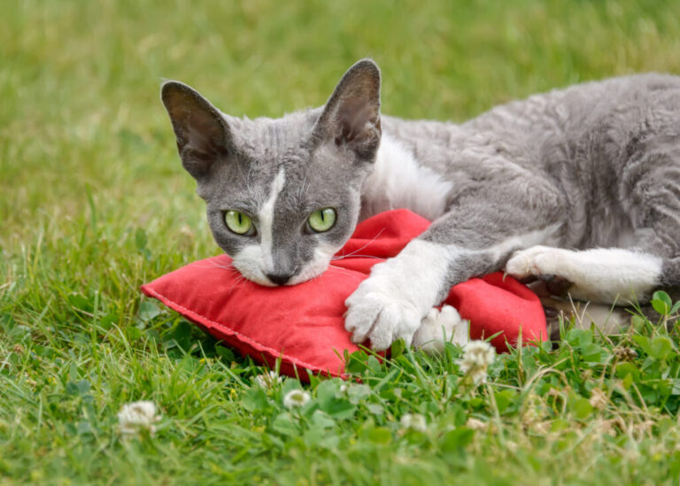 scegliere la valeriana per gatti