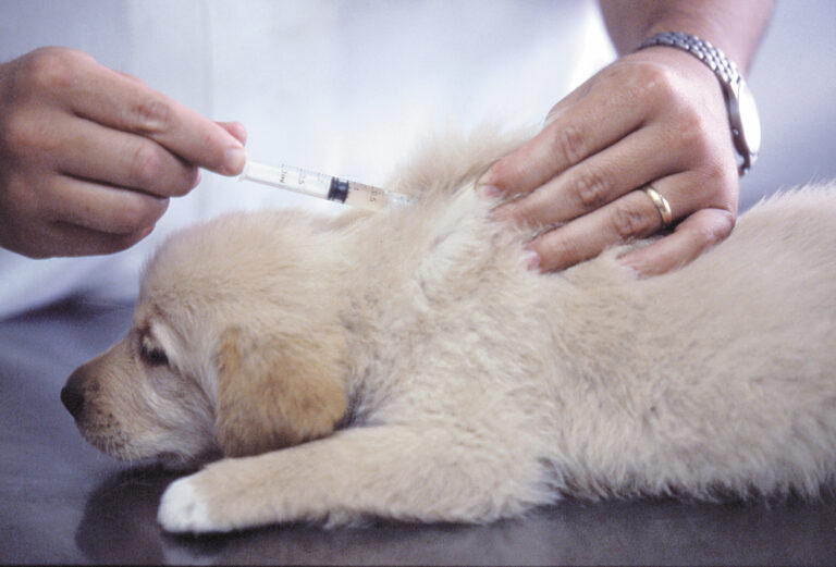 vaccinazione puppy golden retriever contro cimurro