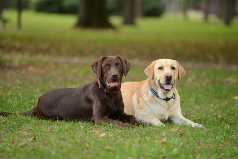 Two labradors in the park Metodi contraccettivi per cani