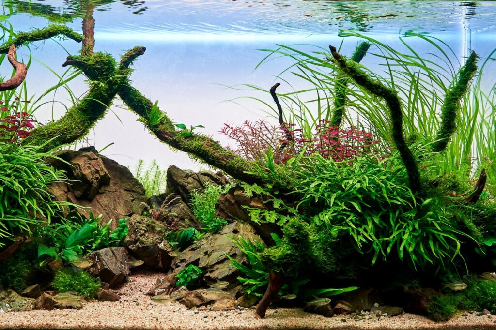 acquario con piante