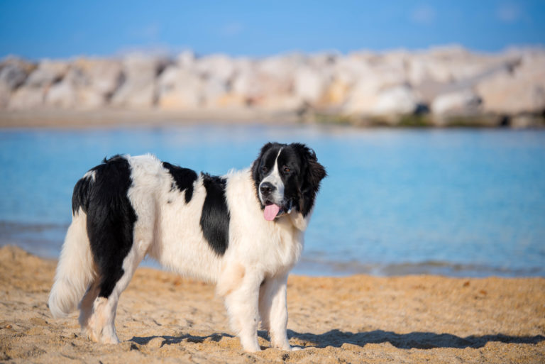 cane landseer al mare