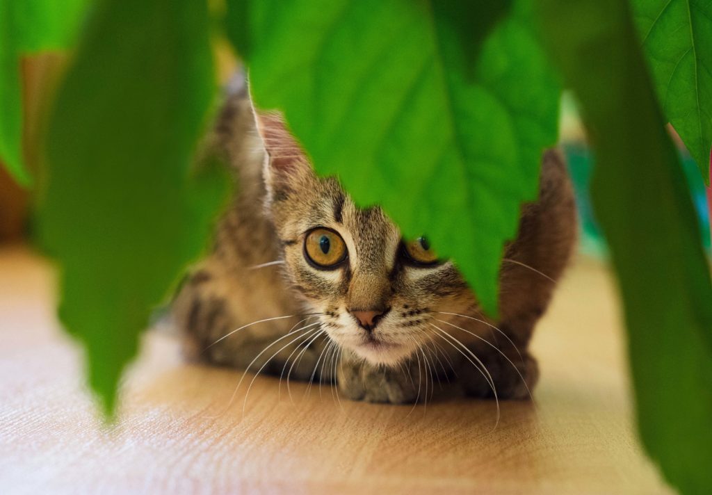 gatto tra piante