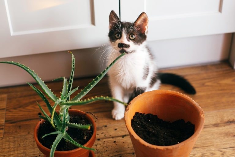 gatto ha fatto pipi nelle piante