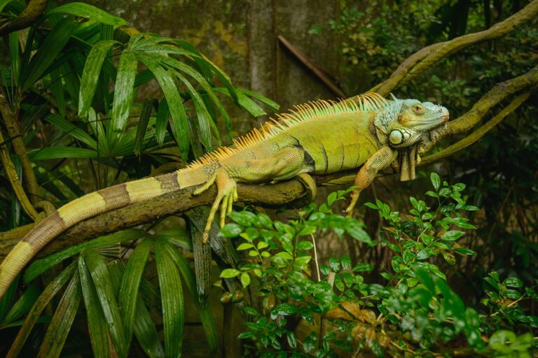 iguana verde