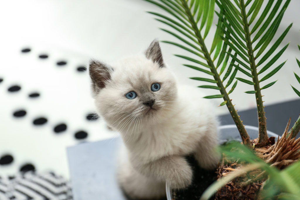 kitten gatto dentro vaso piante