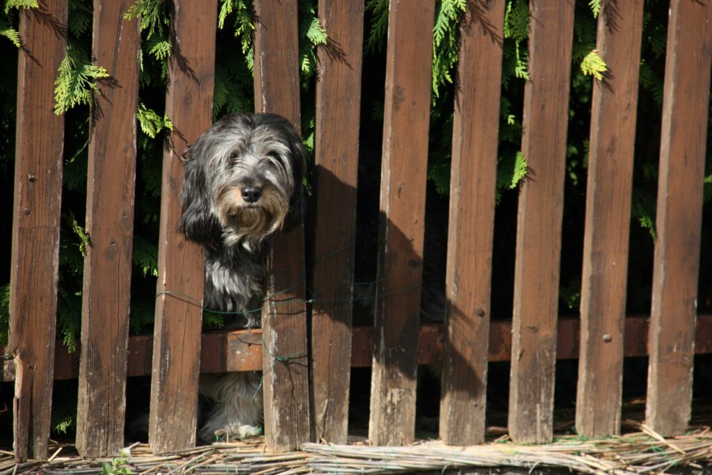 maschi che sentono cane femmina in calore