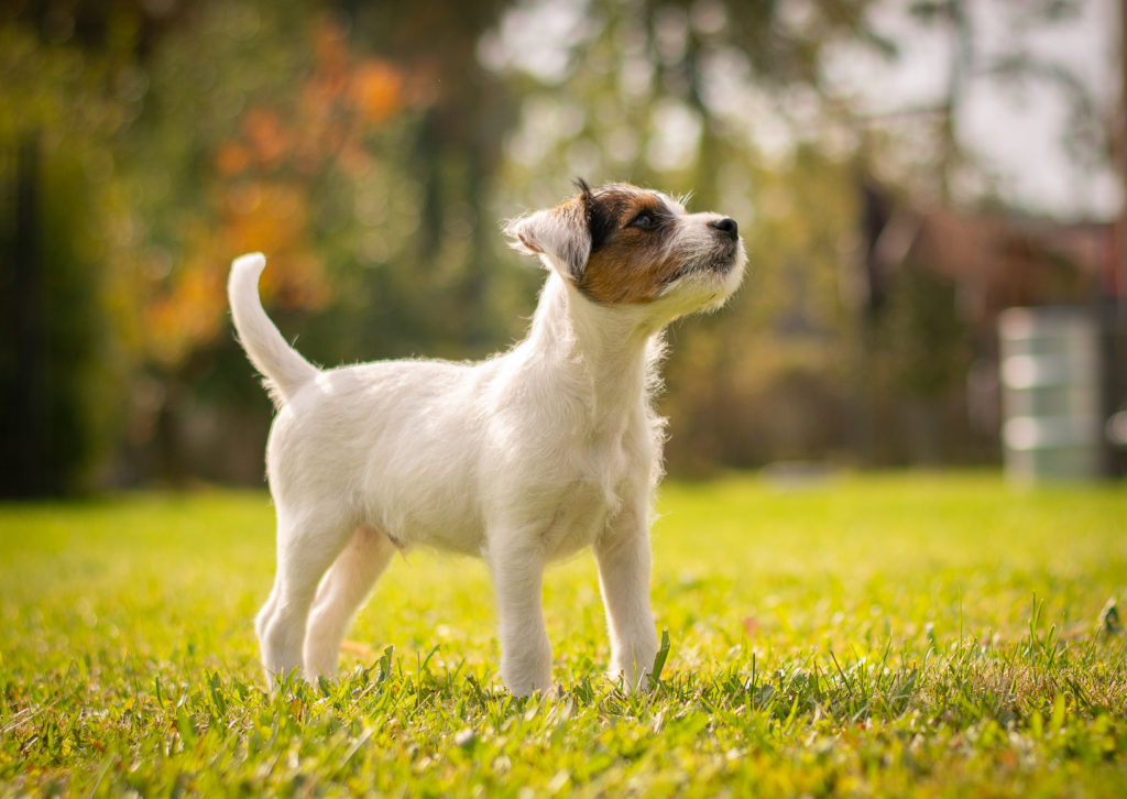 parson russel terrier in giardino