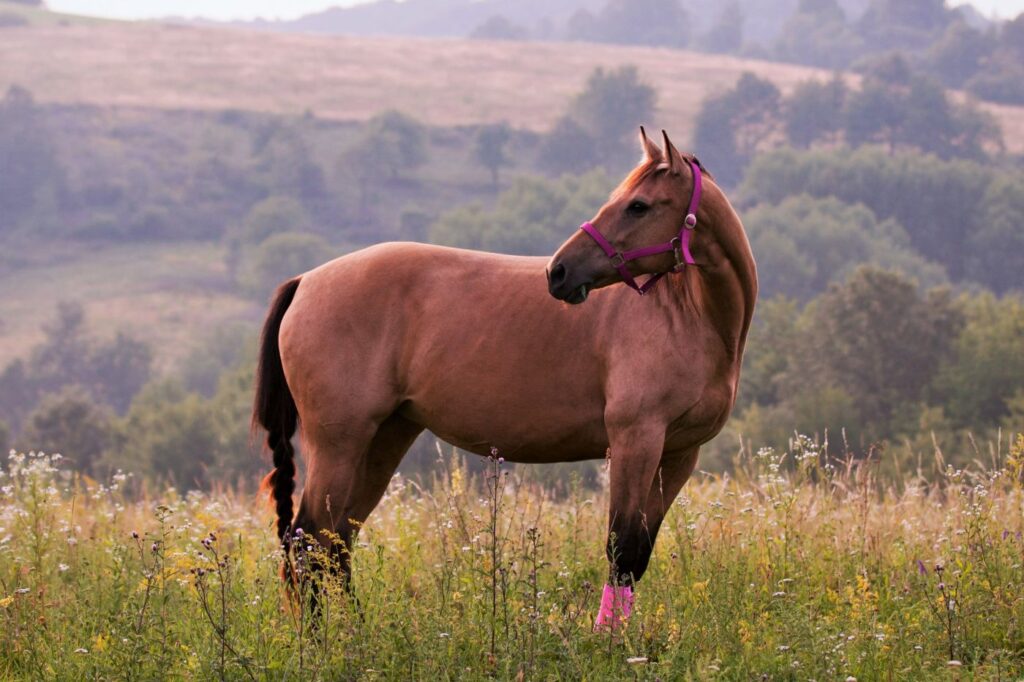 Quarter Horse carattere allevamento salute zooplus Magazine