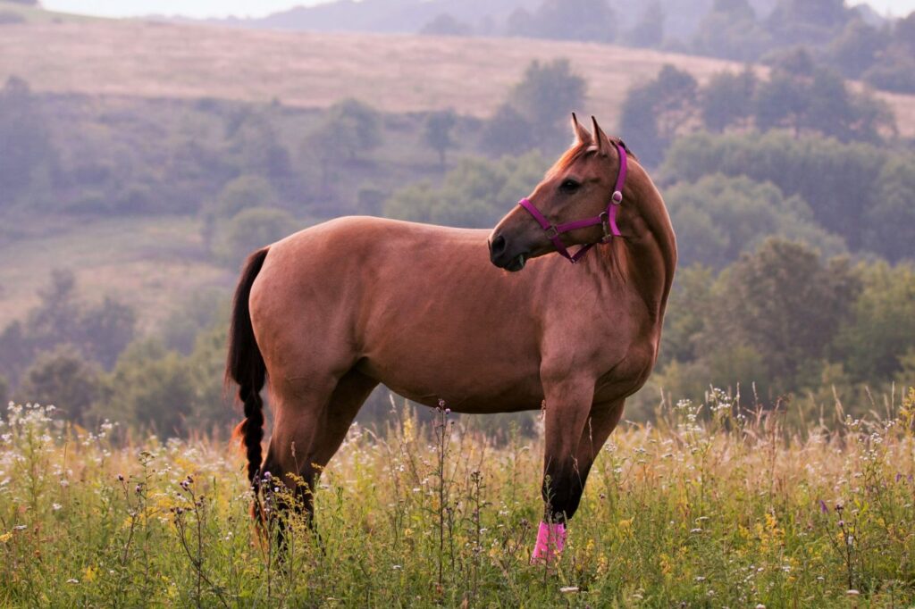 american Quarter horse nel prato