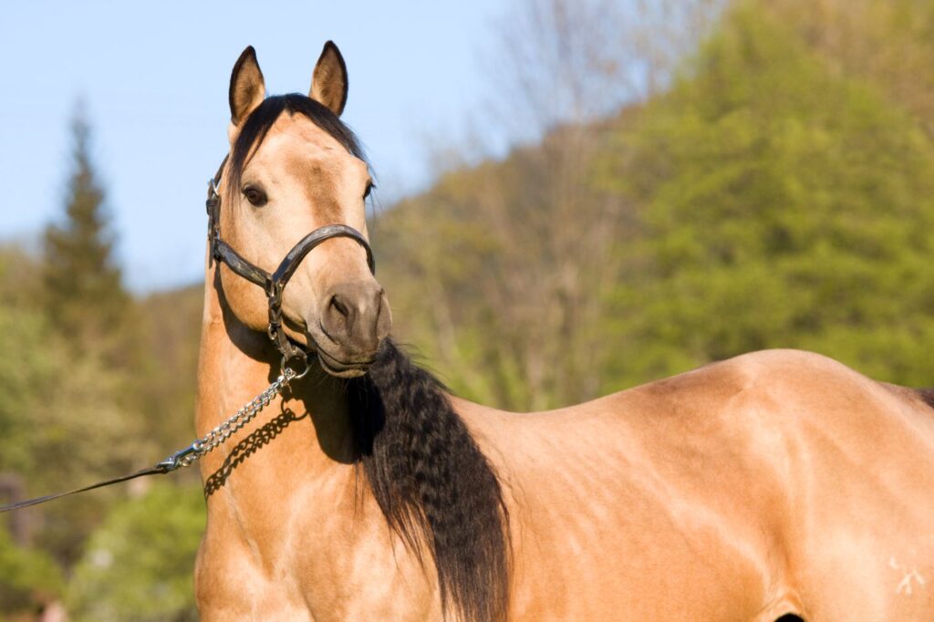 american quarter horse con treccia