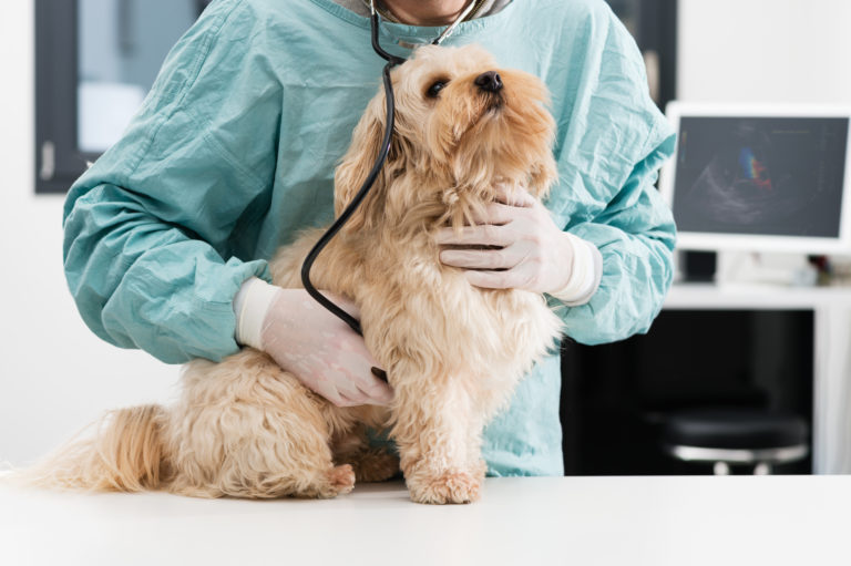 veterinario ausculta cuore cane