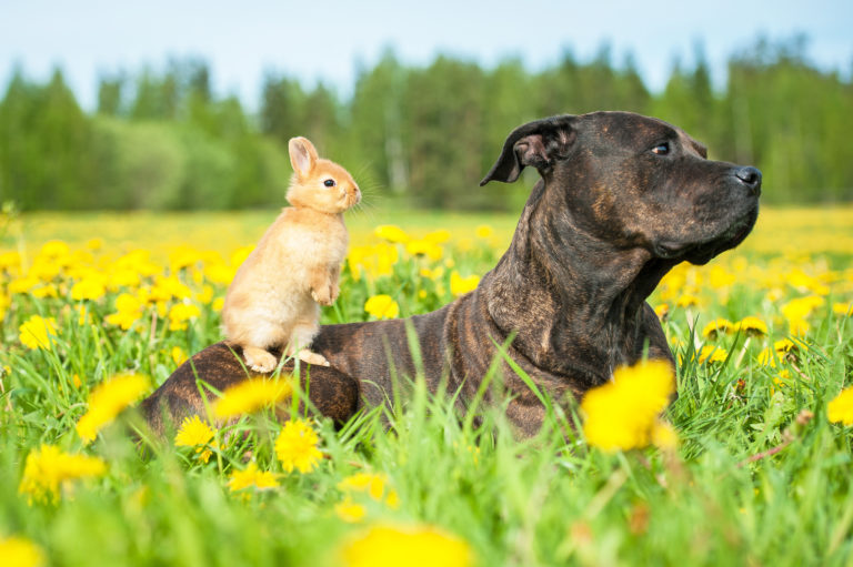 American staffordshire terrier con coniglio sul dorso