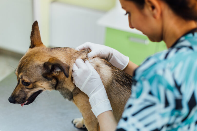 Ascesso nel collo del cane controllato dal veterinario
