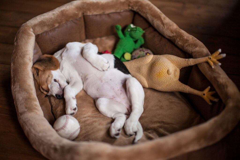 beagle puppy dorme nella cuccia con i giochi