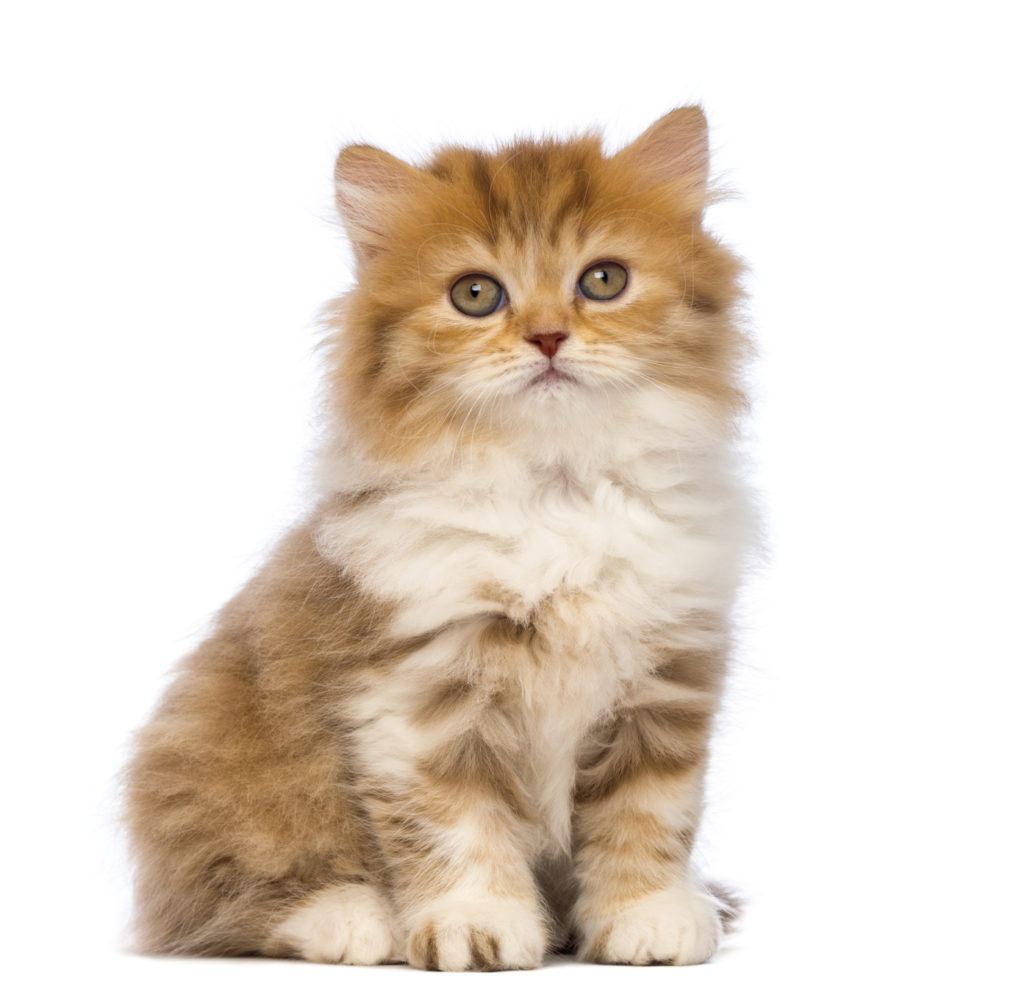 british longhair kitten