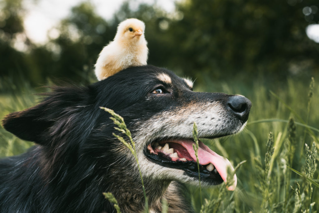 cane e pulcino