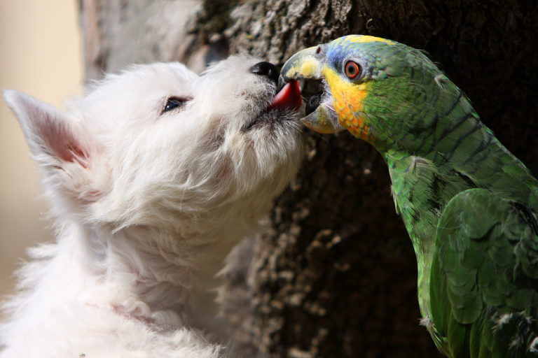 cane gioca con pappagallo