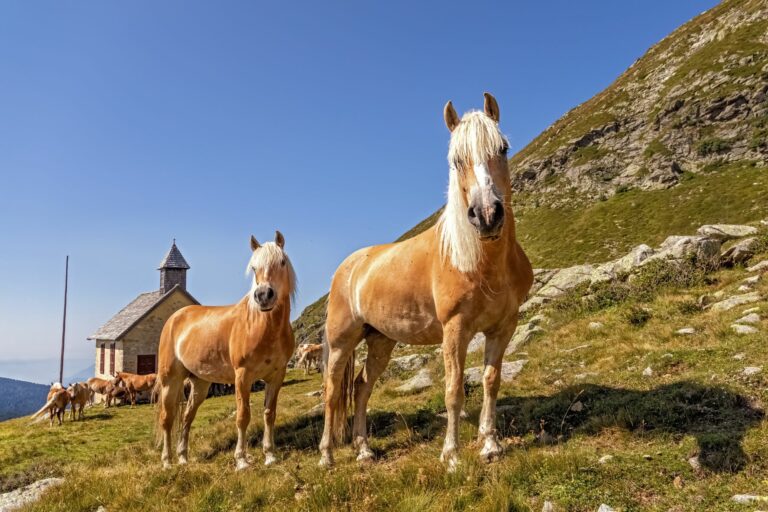 cavalli avelignesi in montagna