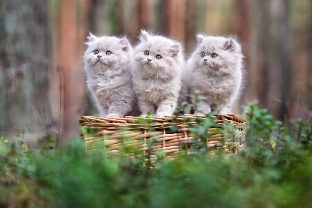 cuccioli di british loghair nel cesto