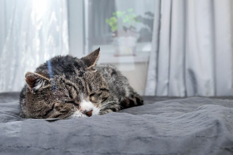 gatto dopo eutanasia