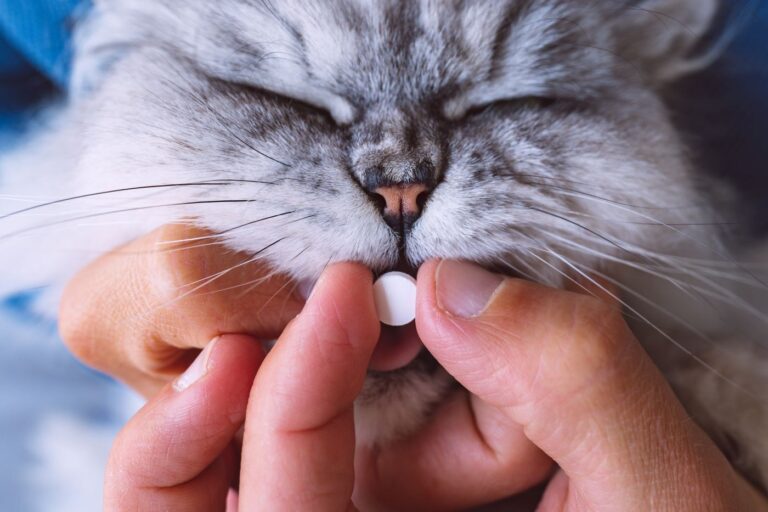 Gatto prende medicina contro ipertiroidismo