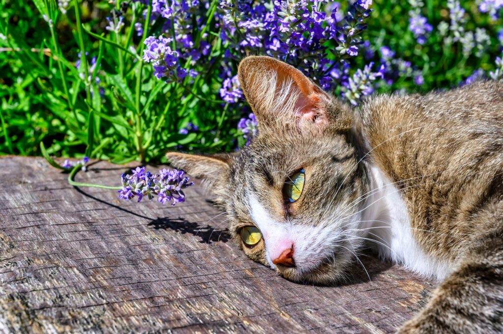 gatto vicino pianta lavanda