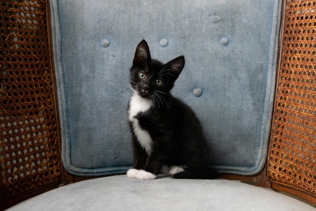 kitten gattino tuxedo