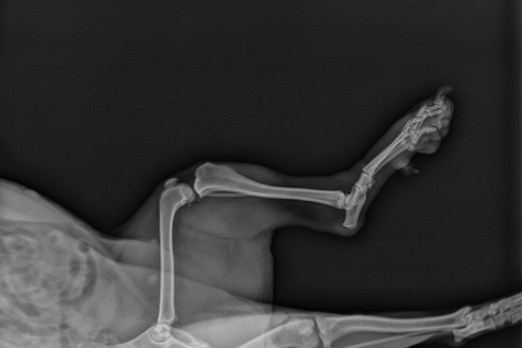 Radiografia zampa e rotula cane