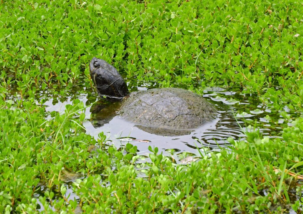 tartaruga muschiata in uno stagno