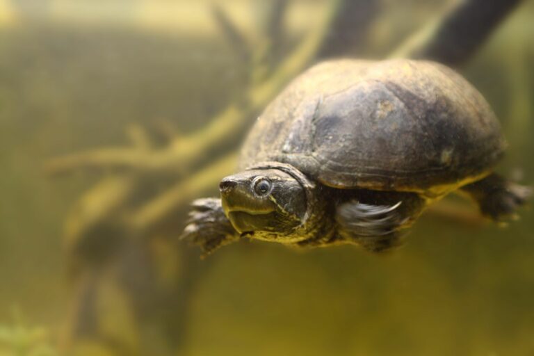 tartaruga muschiata nuova in acquario