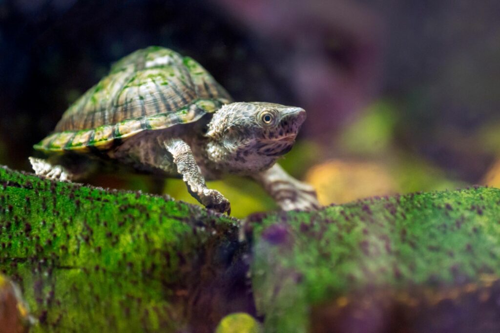 tartaruga muschiata specie ombrello in acquario