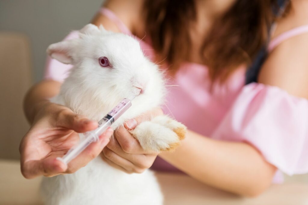 veterinario somministra acqua a coniglio