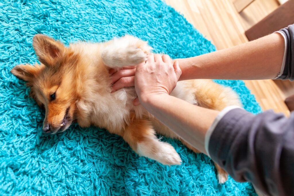 Primo soccorso per cani | zooplus Magazine