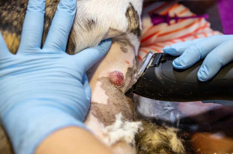cane tosato dal veterinario prima della rimozione tumore