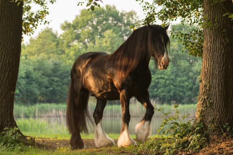 cavallo shire al lago