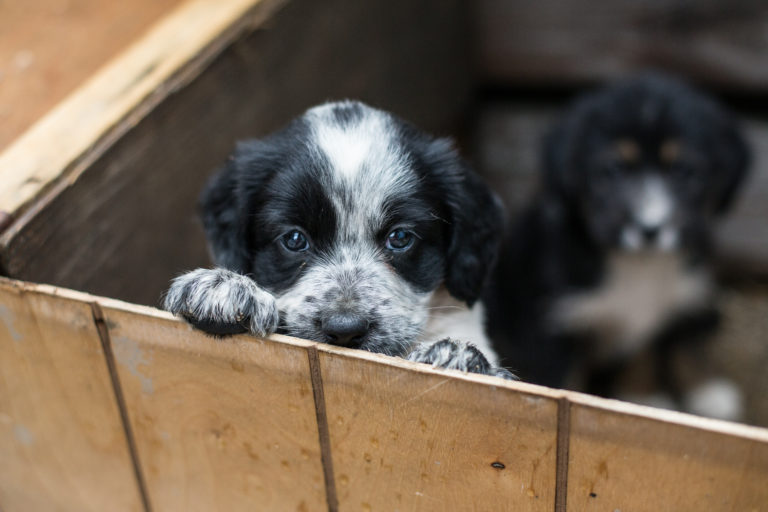 Cuccioli in canile in una scatola