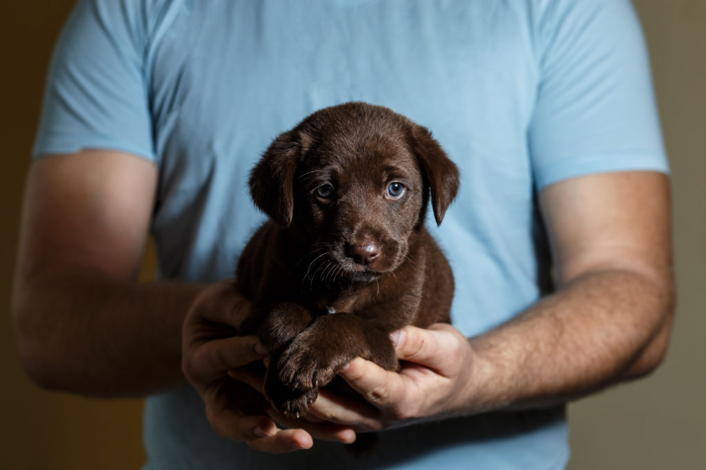 cucciolo cane in canile